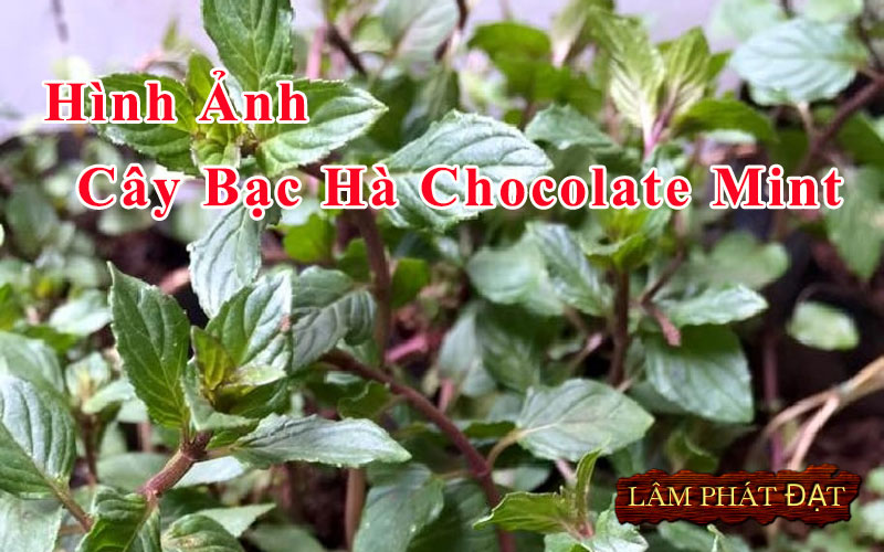 Hình ảnh thực tế cây bạc hà Chocolate mint
